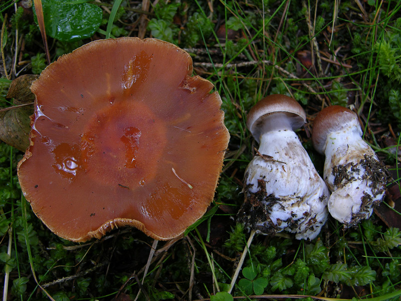 Finalmente qualche Cortinarius ed altro...